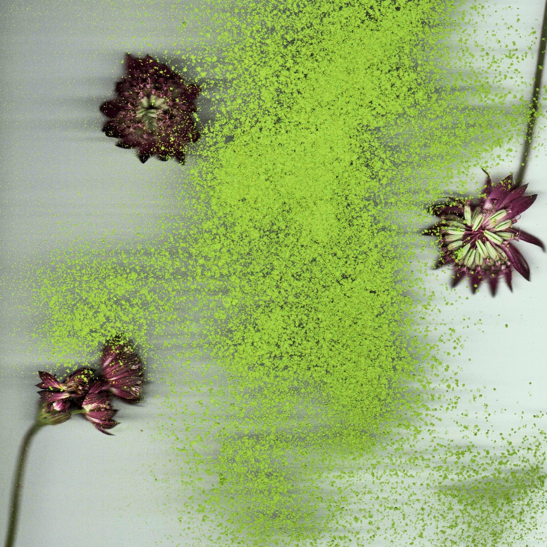 Luxury Matcha Powders