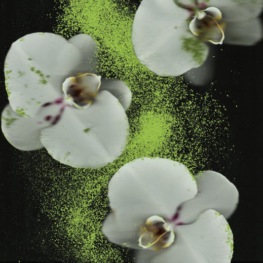 Uji Okumidori Matcha Refill